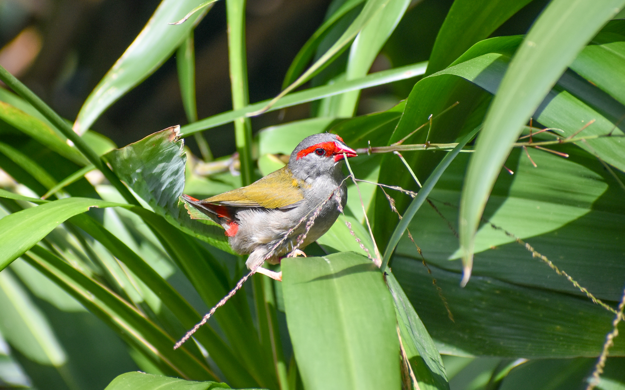 Red-browed Finch collecting nesting material