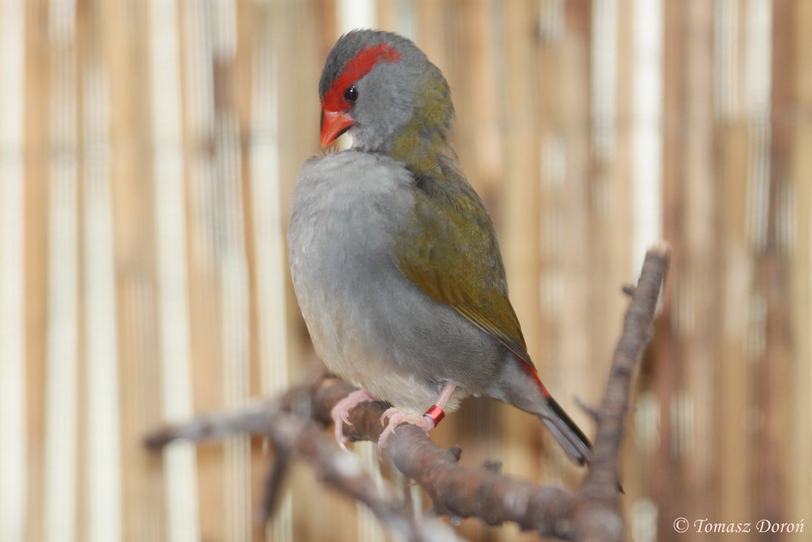 Red-browed Finch (Neochmia temporalis), October 2014