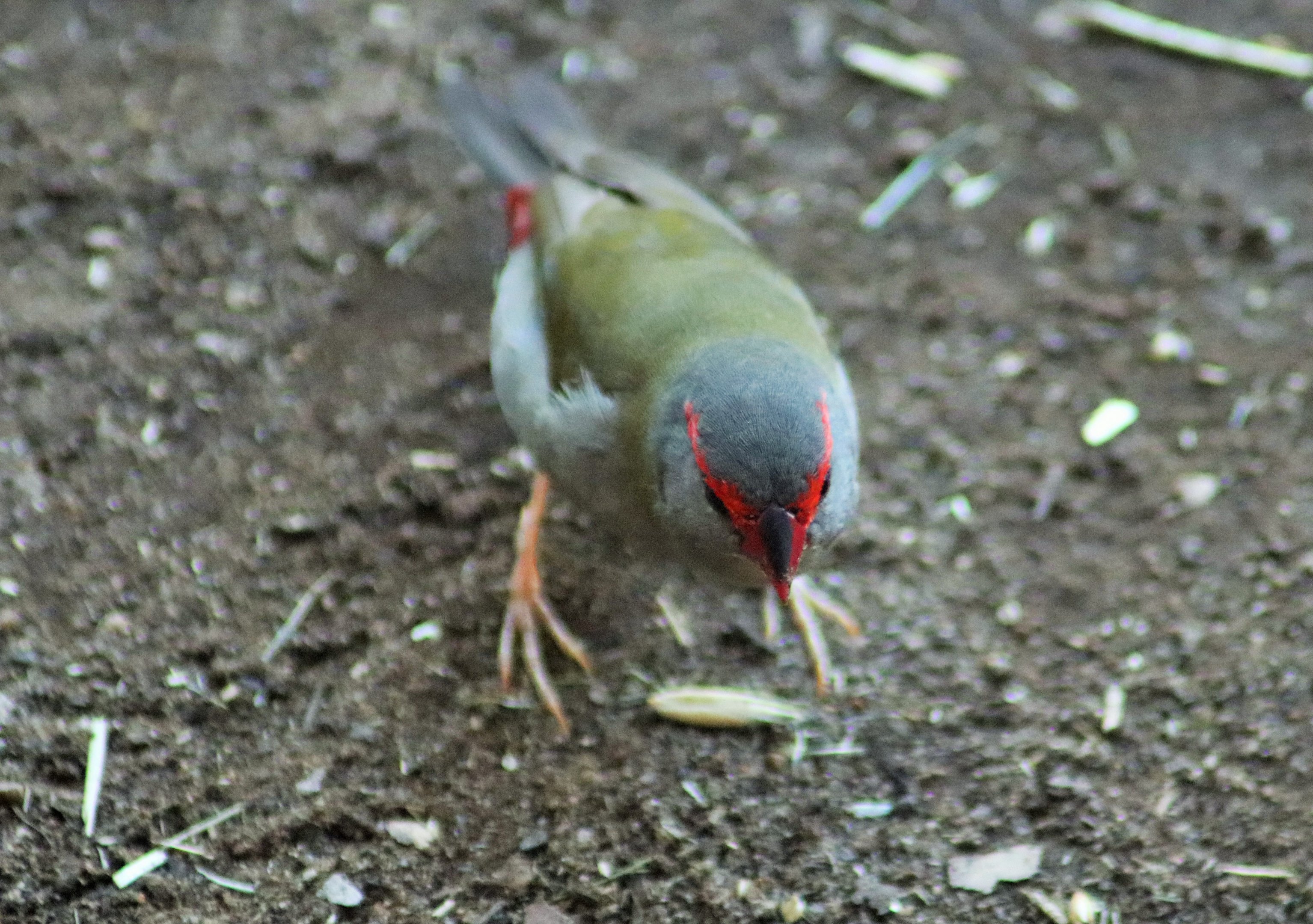 Red-browed Finch (Neochmia temporalis)