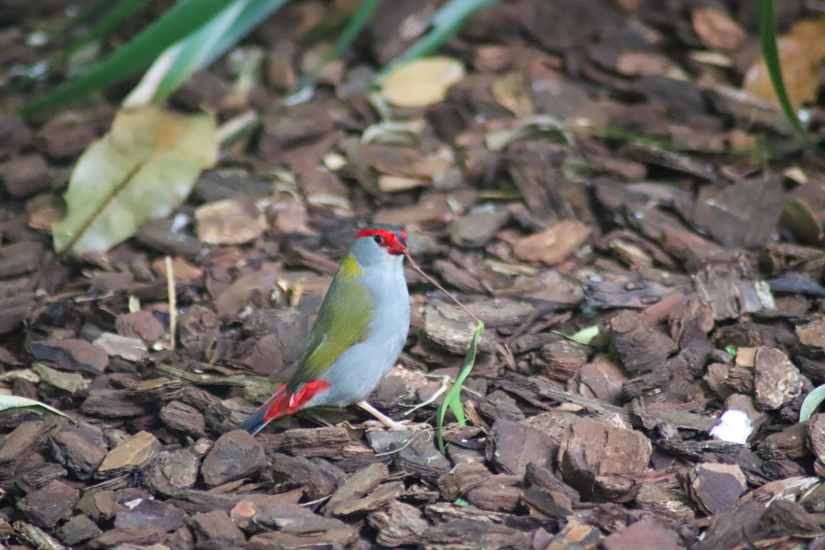 Red-browed Finch (Neochmia temporalis)