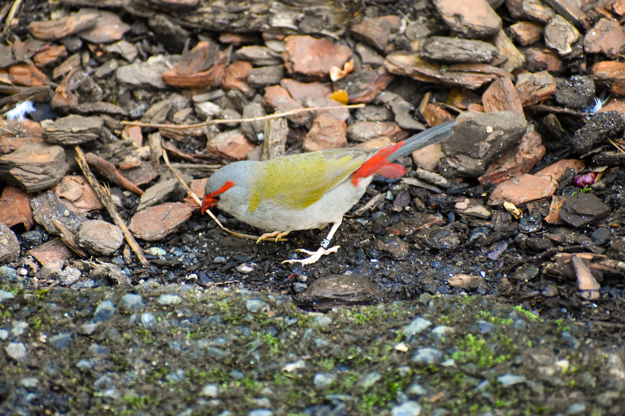 Red-browed Finch (Neochmia temporalis)