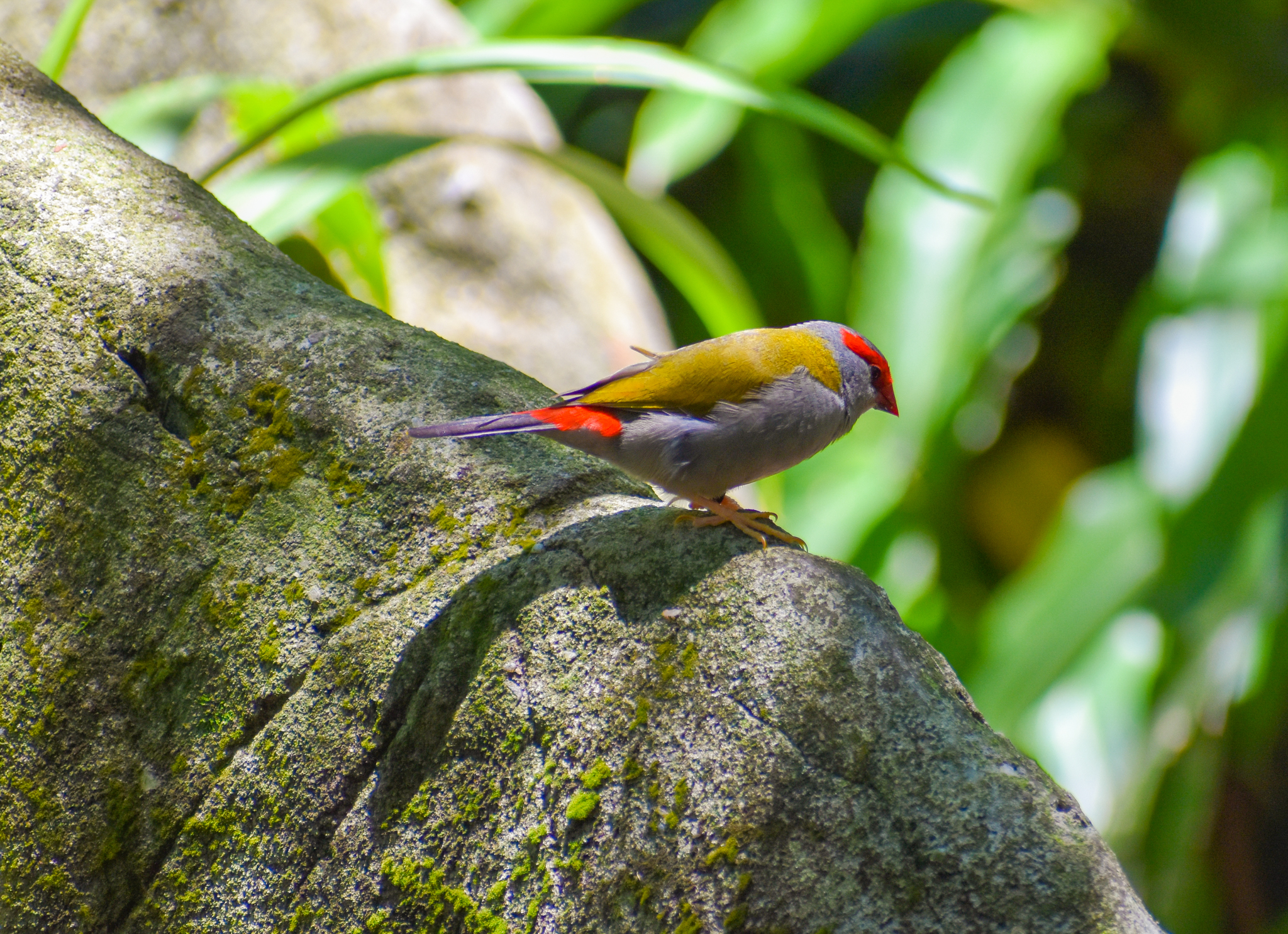 Red-browed Finch (Neochmia temporalis)
