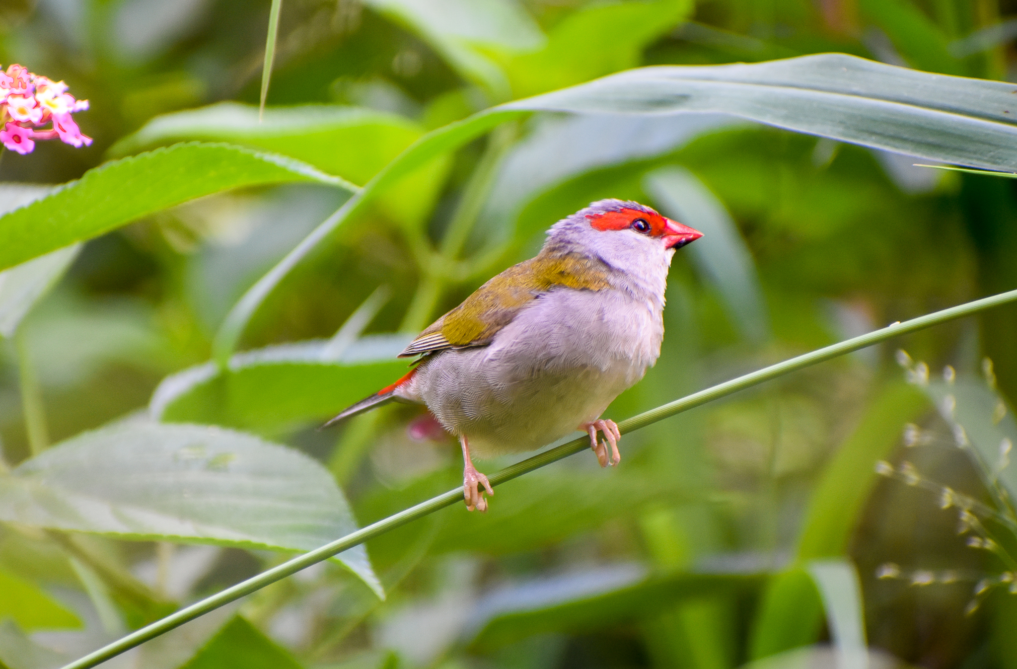 Red-browed Finch (Neochmia temporalis)