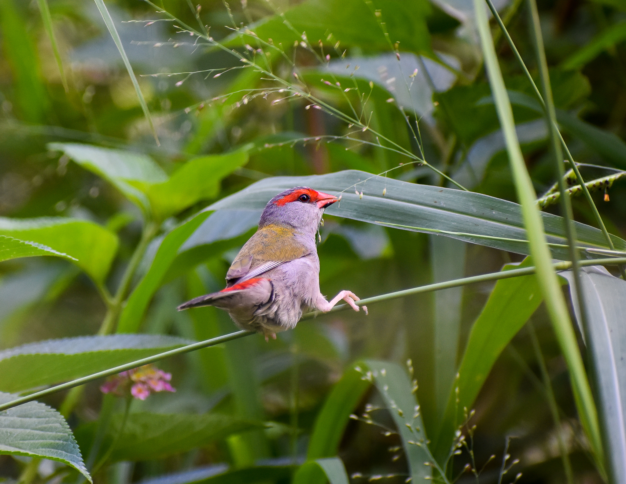 Red-browed Finch (Neochmia temporalis)