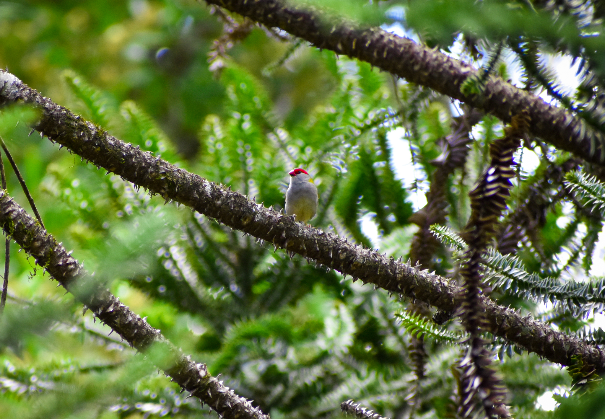 Red-browed Finch (Neochmia temporalis)