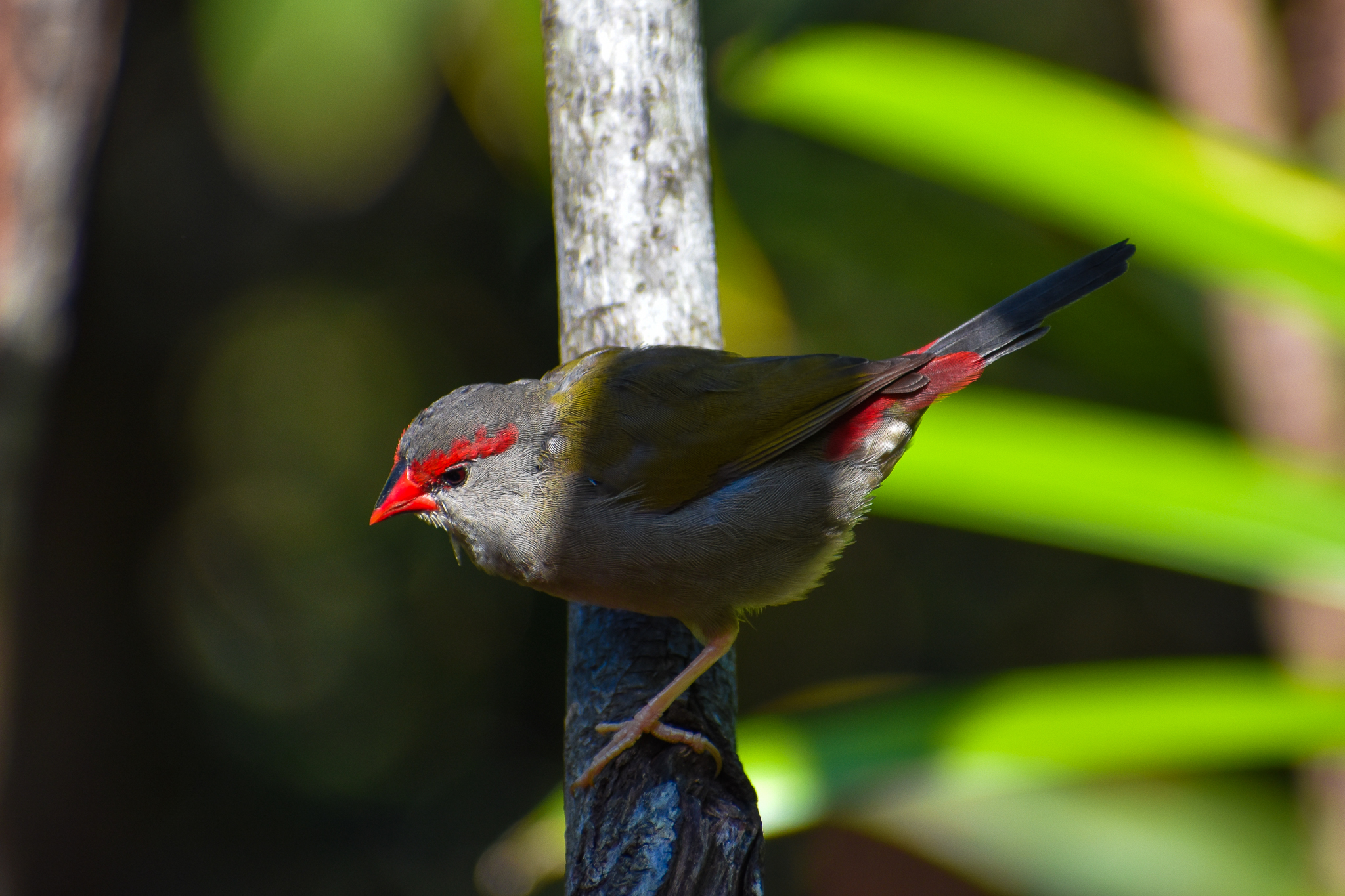 Red-browed Finch (Neochmia temporalis)