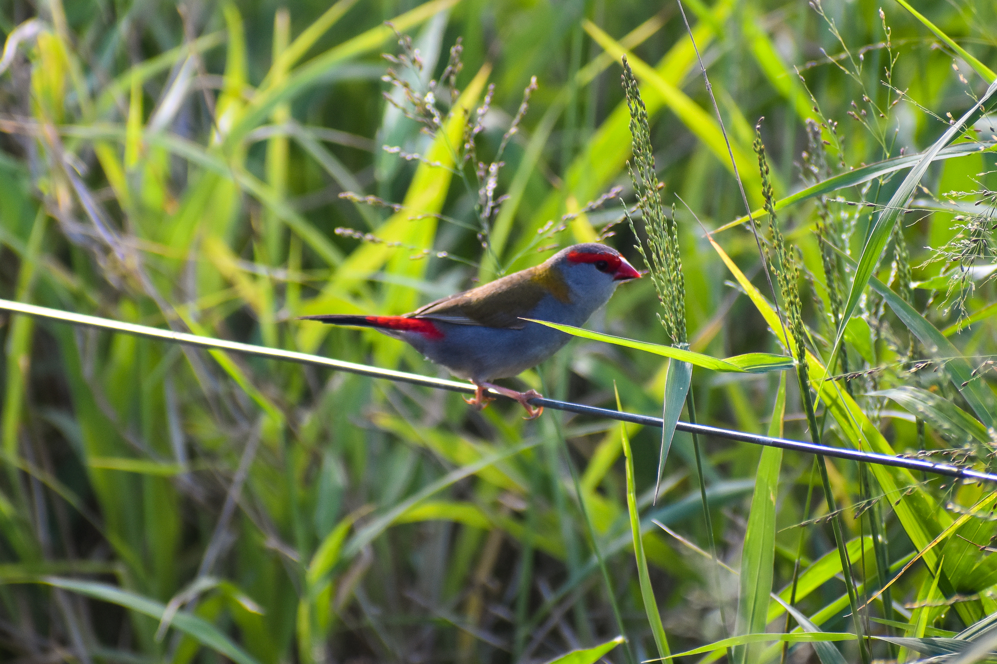 Red-browed Finch (Neochmia temporalis)
