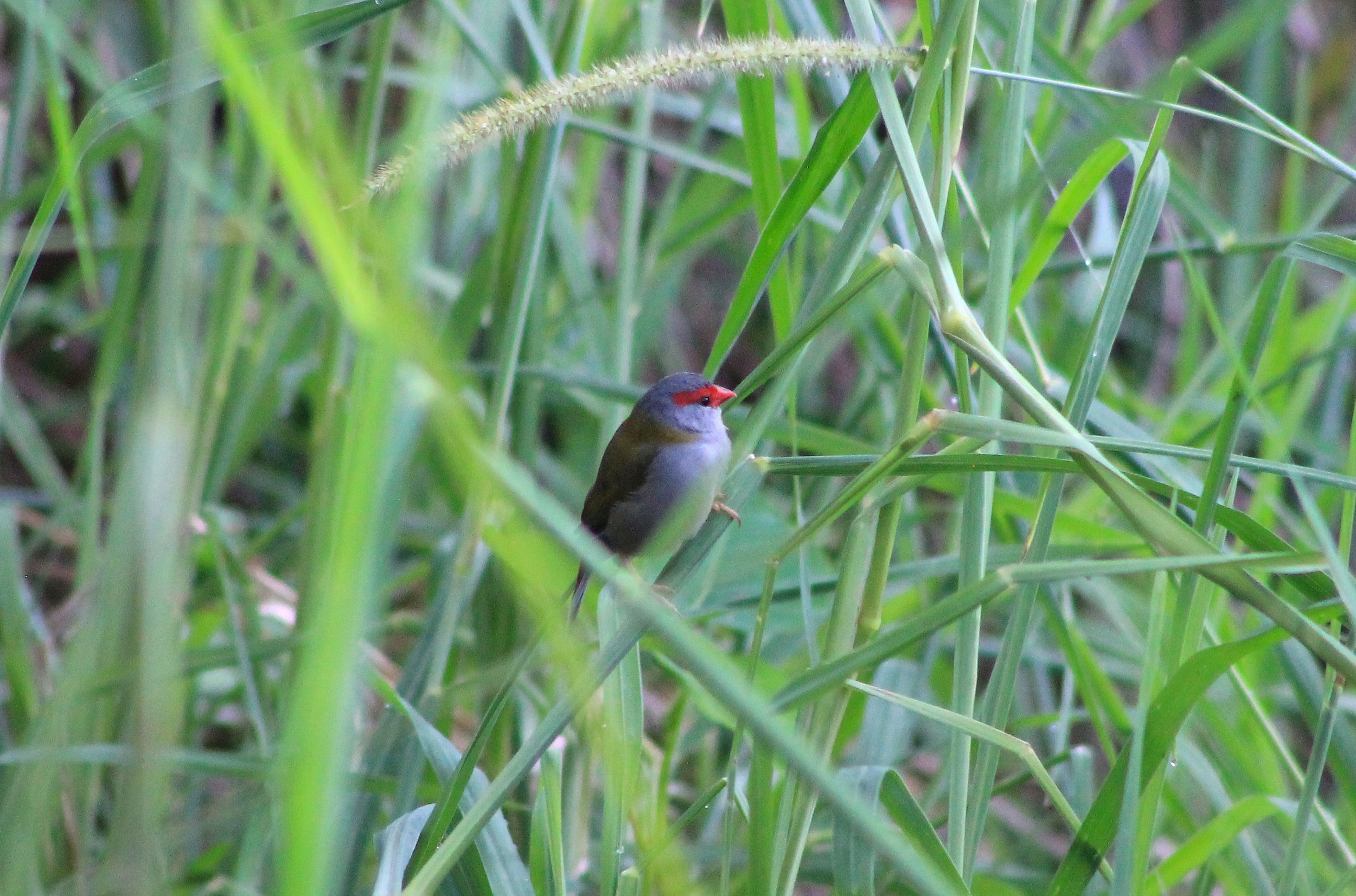 Red-browed Finch (Neochmia temporalis)