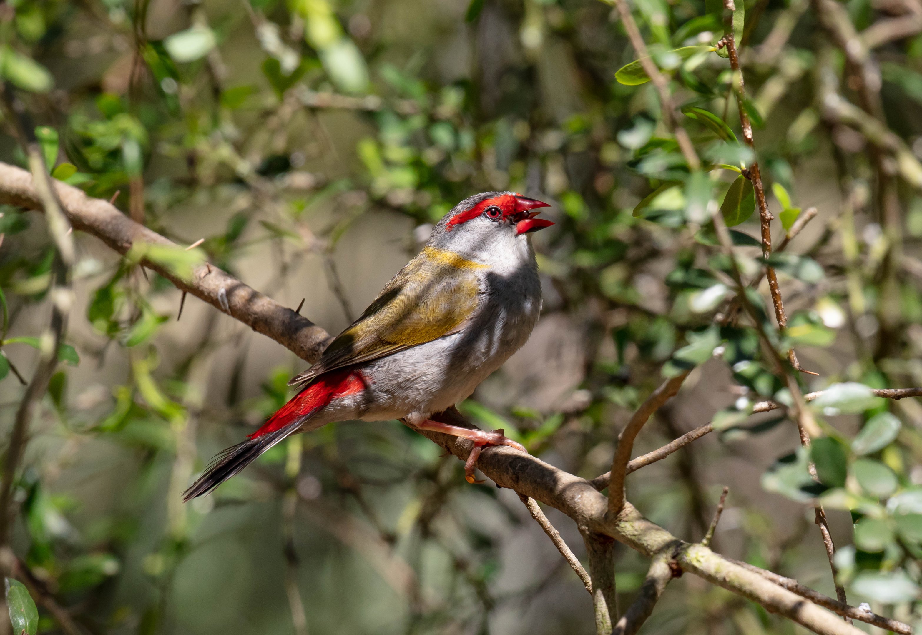 Red-browed Finch (wild bird)