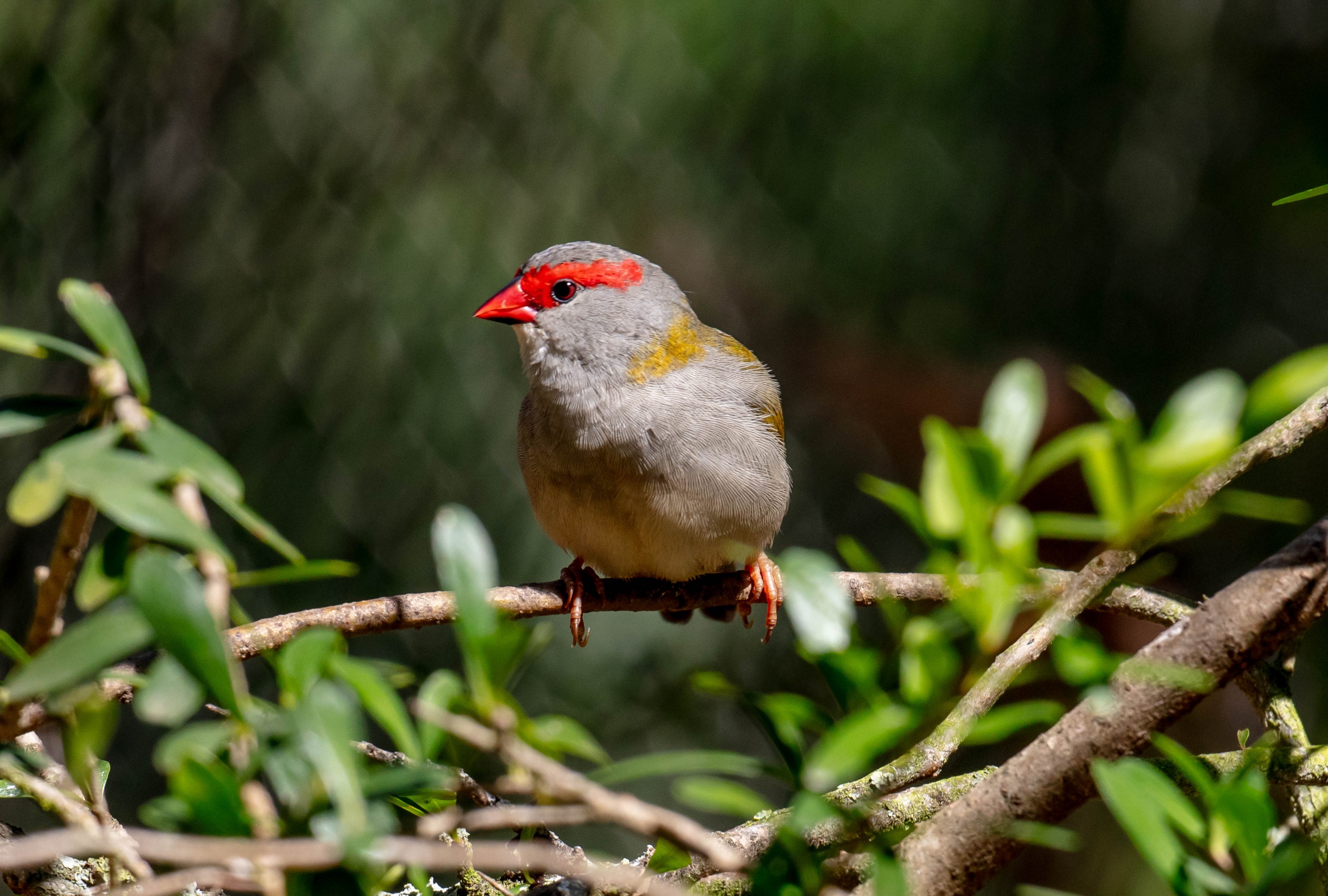 Red-browed Finch (wild bird)