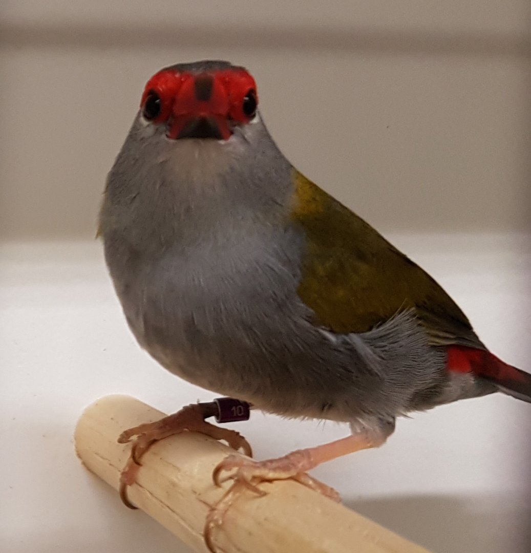 Red-browed finch