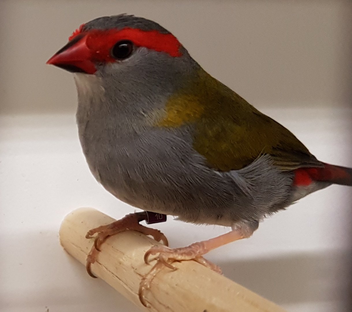 Red-browed finch