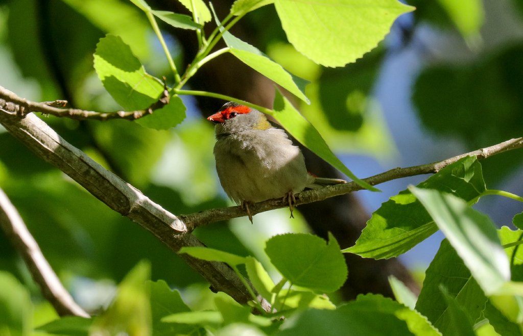 Red-browed Finch