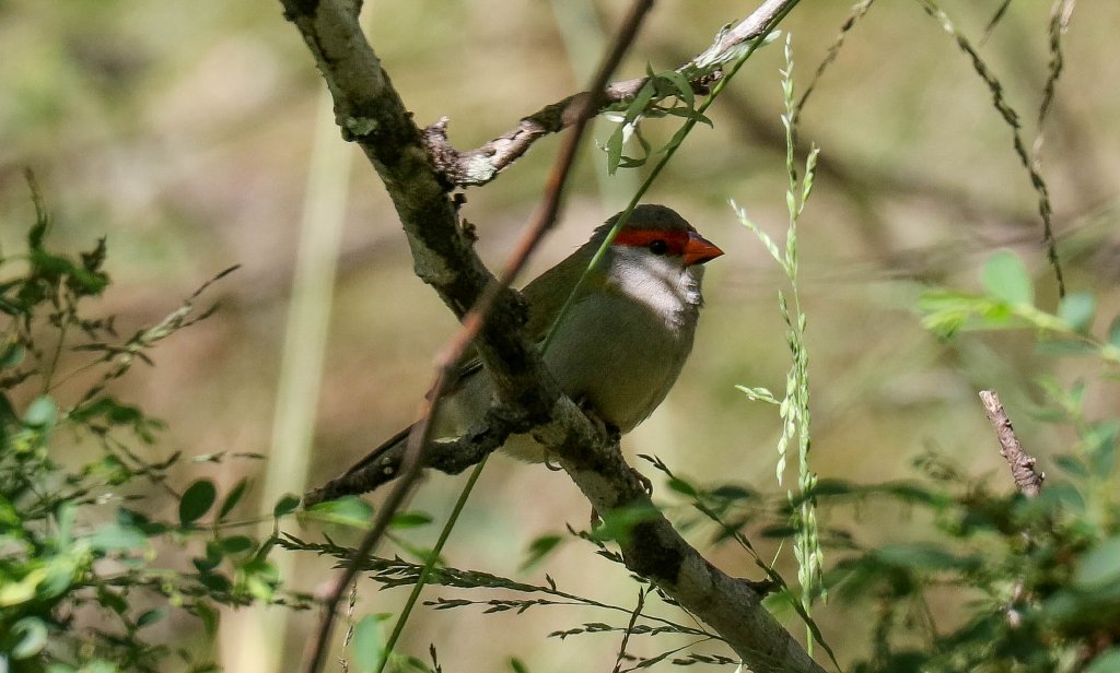 Red-browed Finch