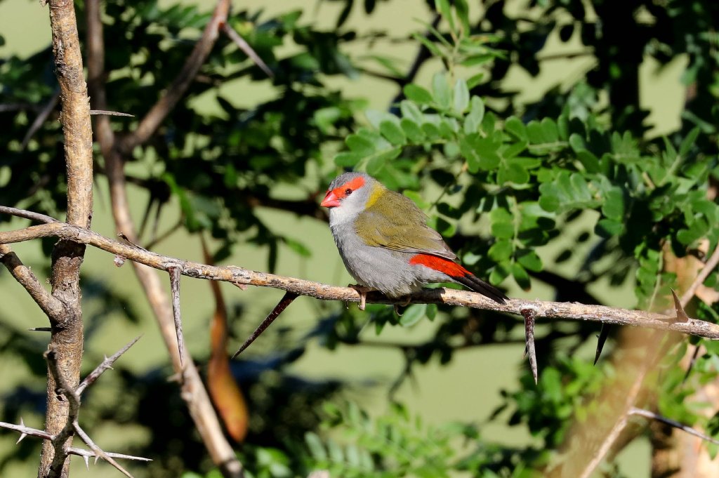 Red-browed Finch