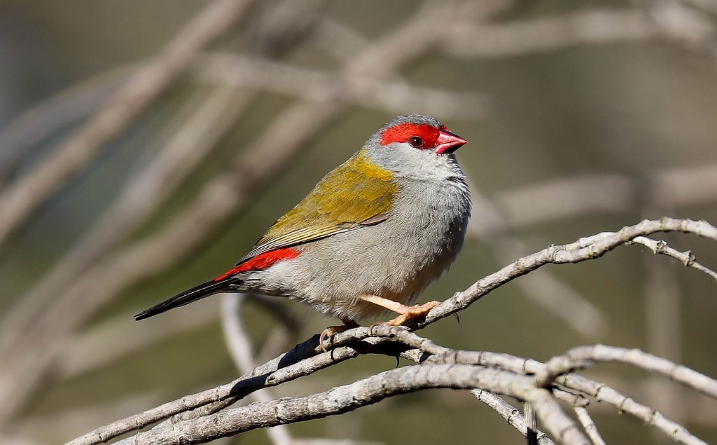 Red-browed Finch