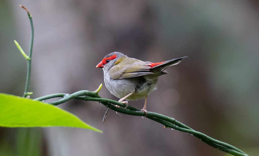 Red-browed Finch
