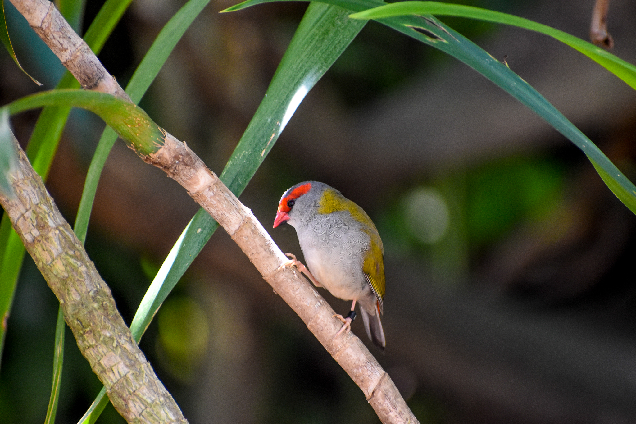 Red-browed Finch