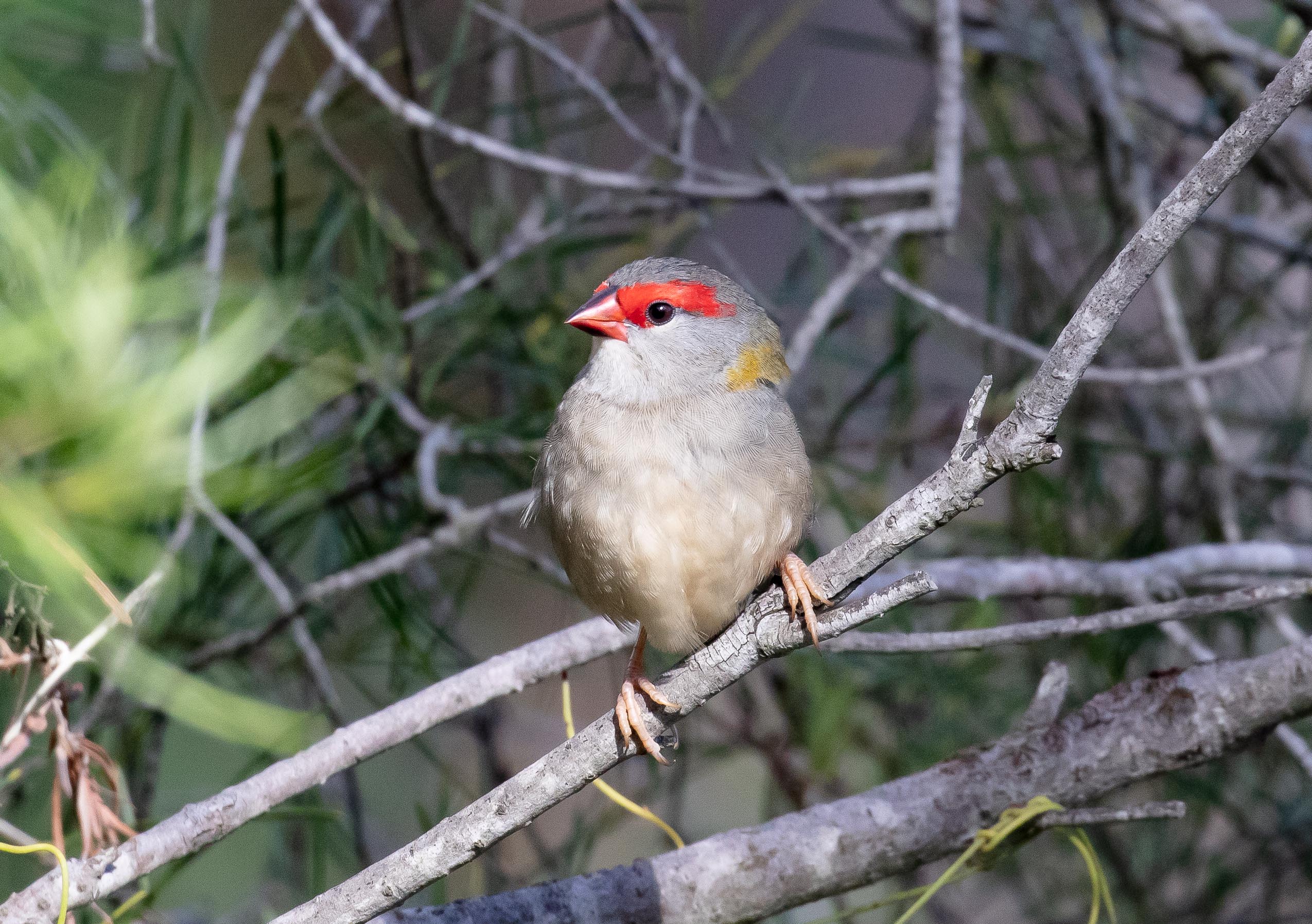 Red-browed Finch