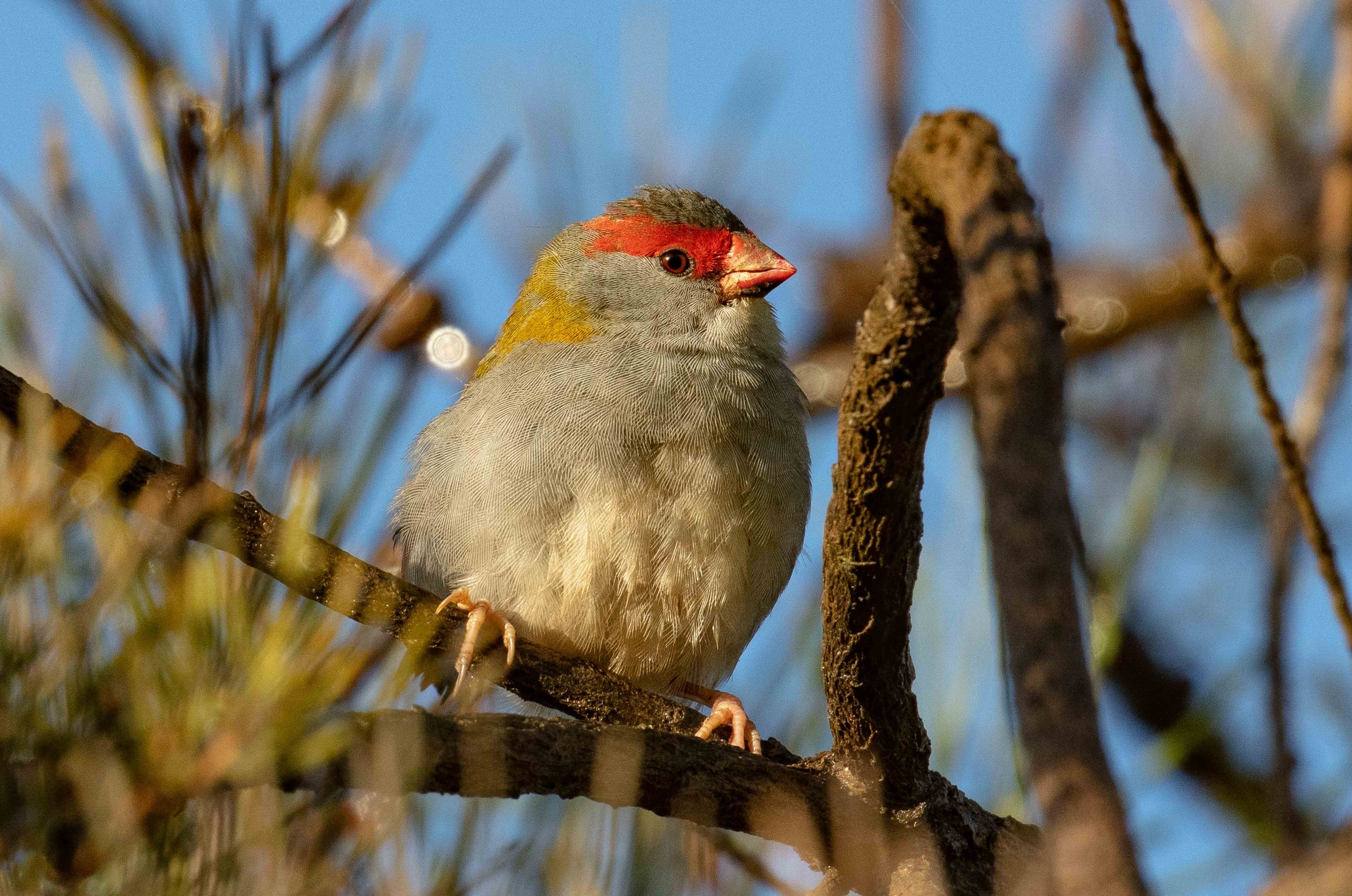 Red-browed Finch