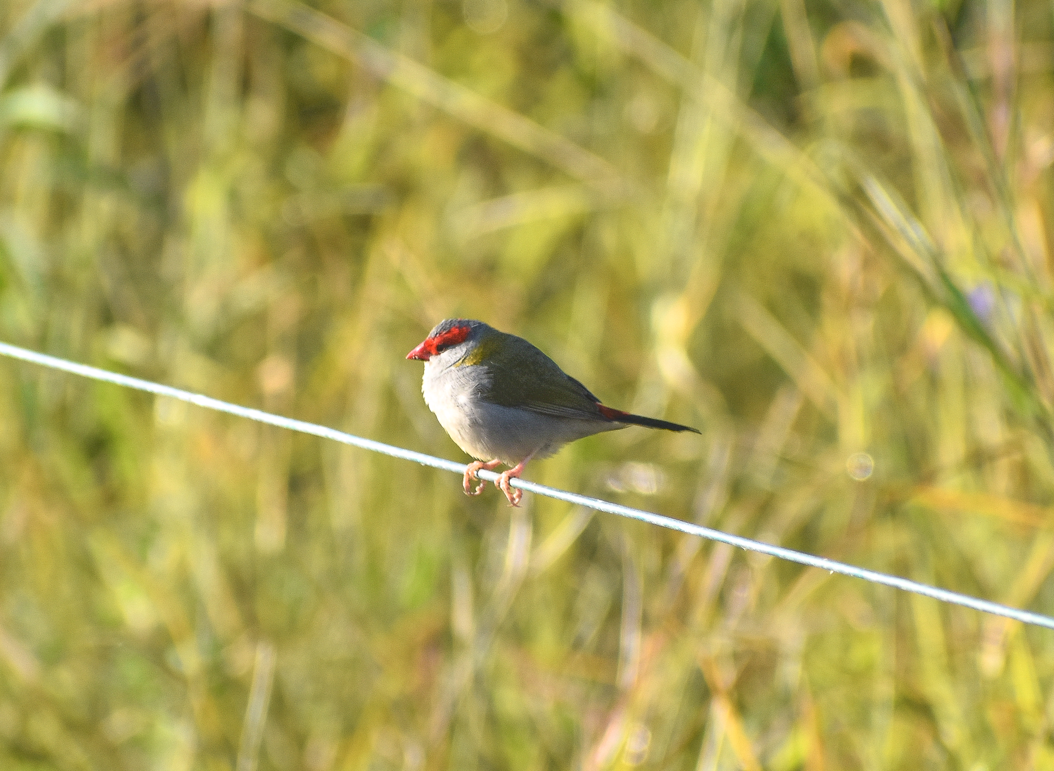 Red-browed Finch