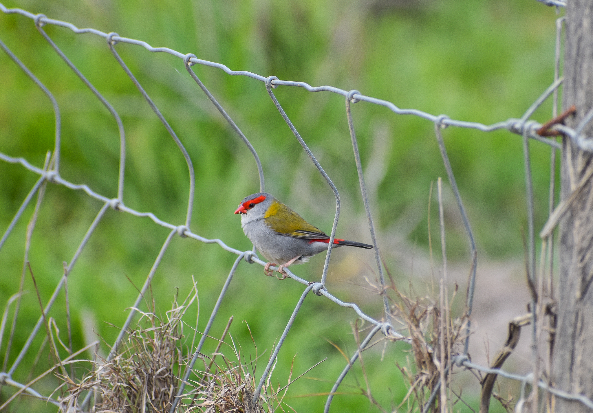 Red-browed Finch