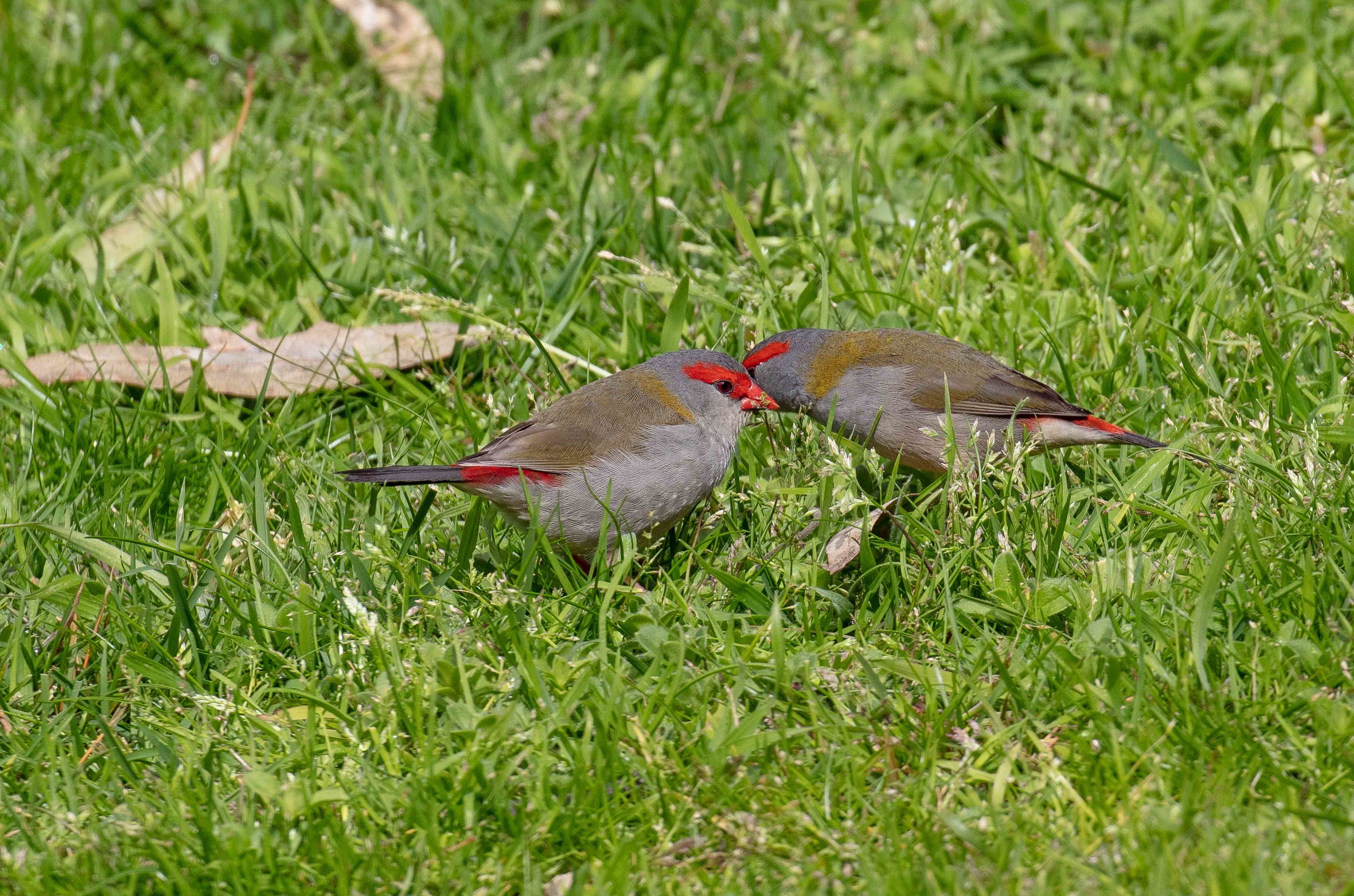 Red-browed Finch