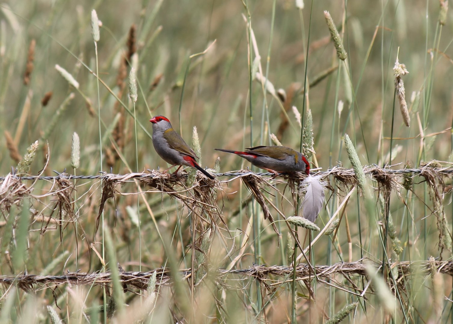 Red-browed Finch