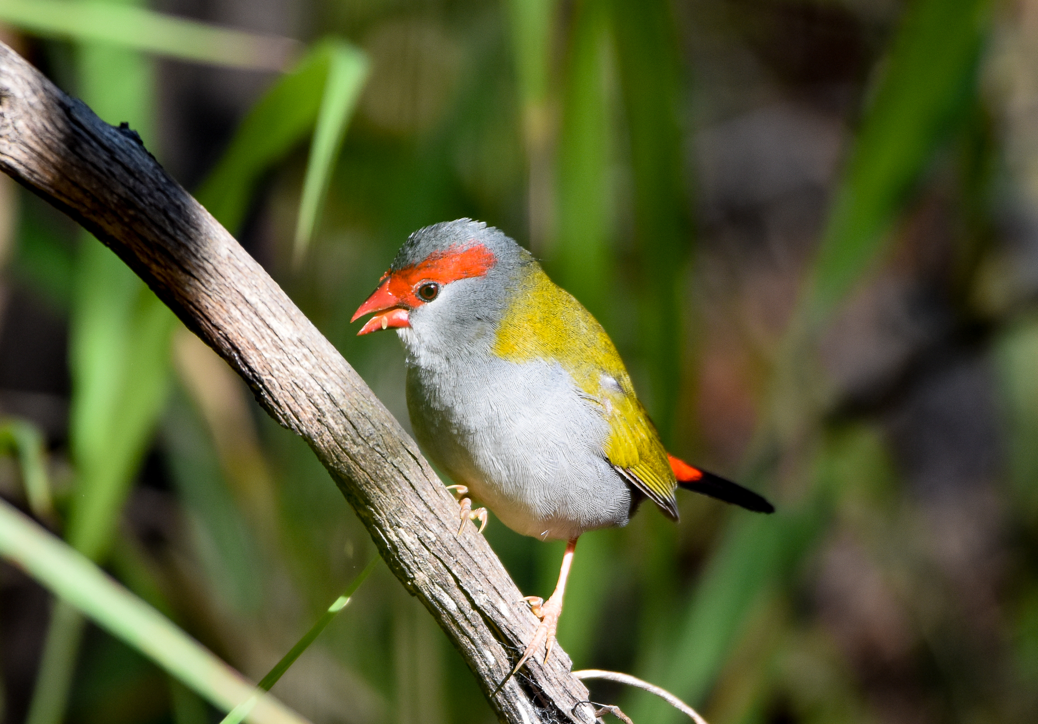 Red-browed Finch