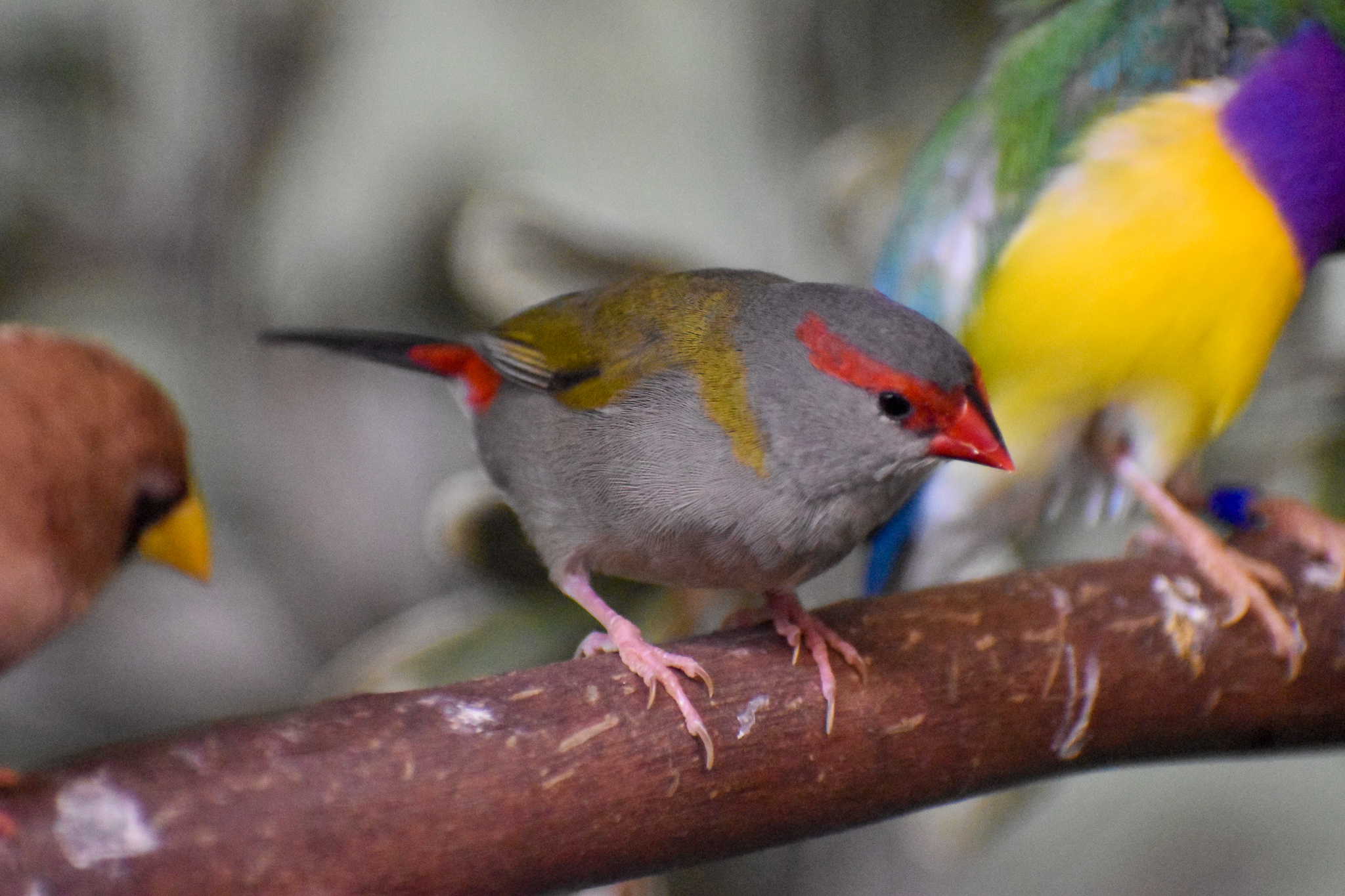 Red-browed Finch