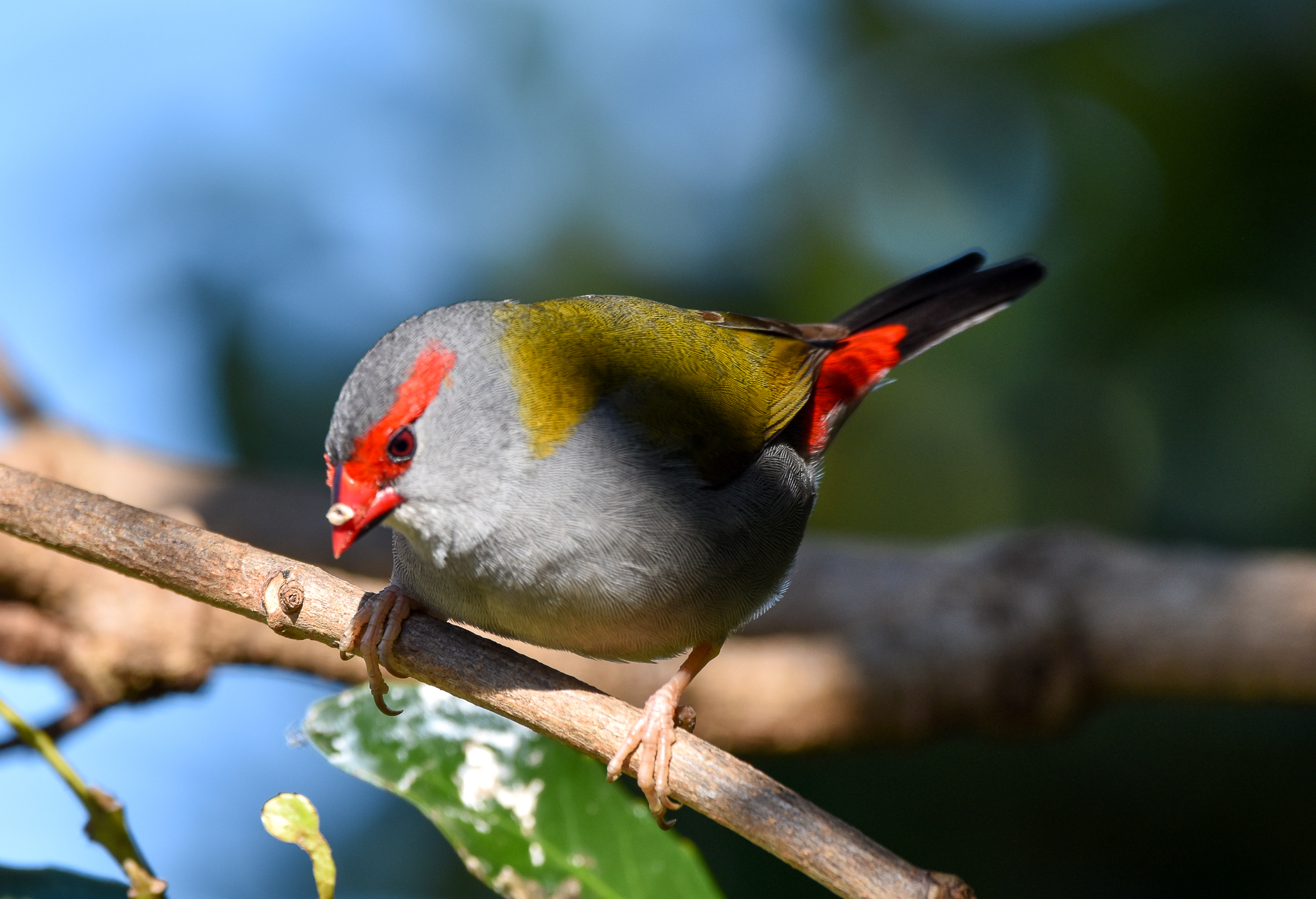 Red-browed Finch