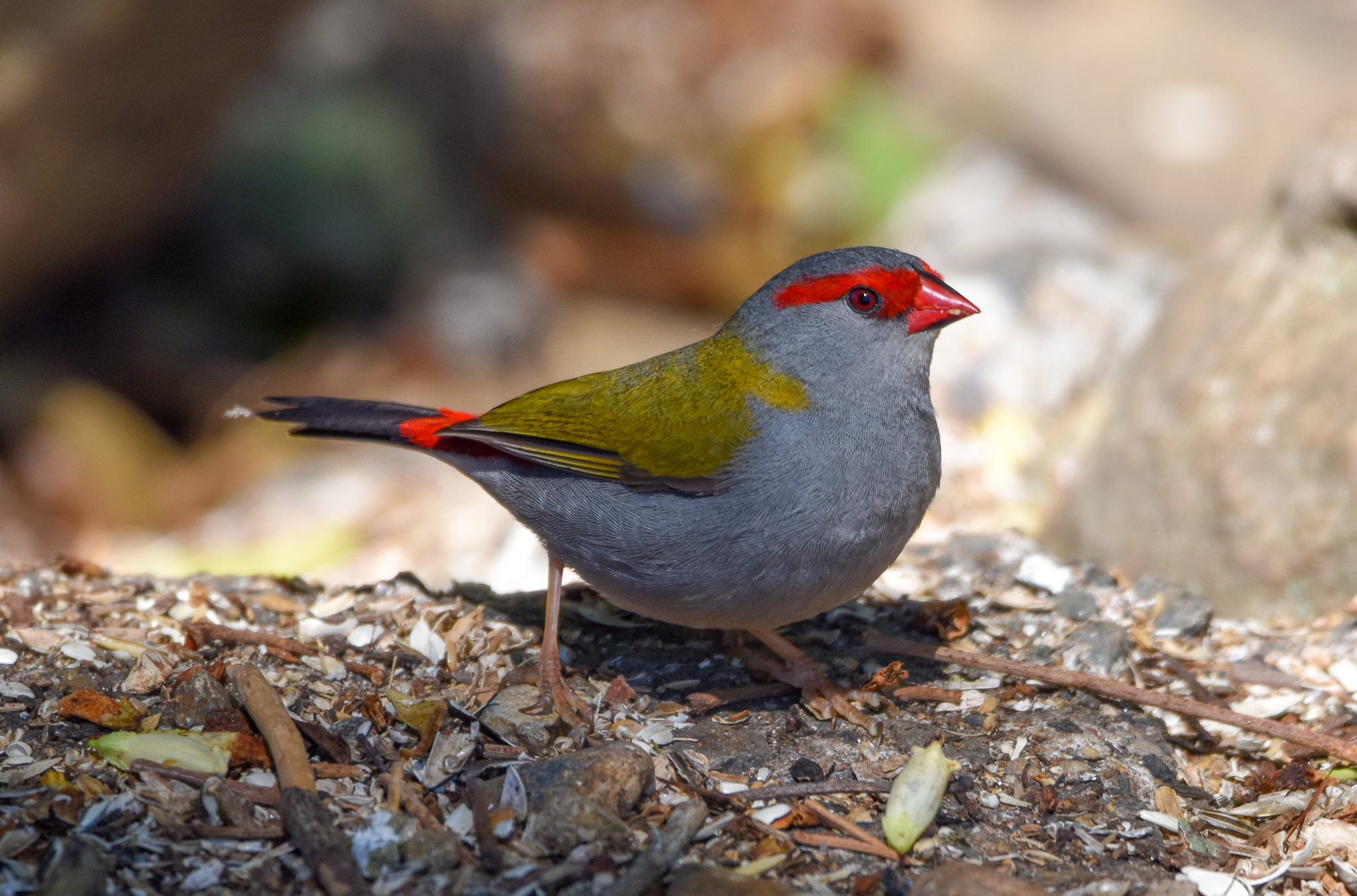Red-browed Finch