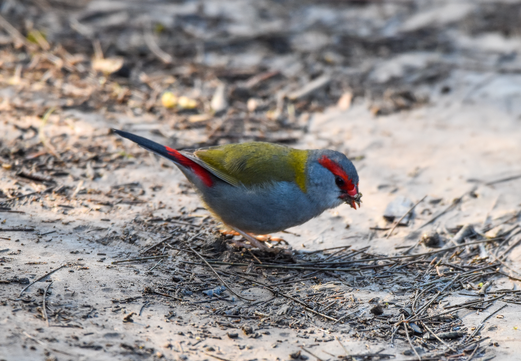 Red-browed Finch
