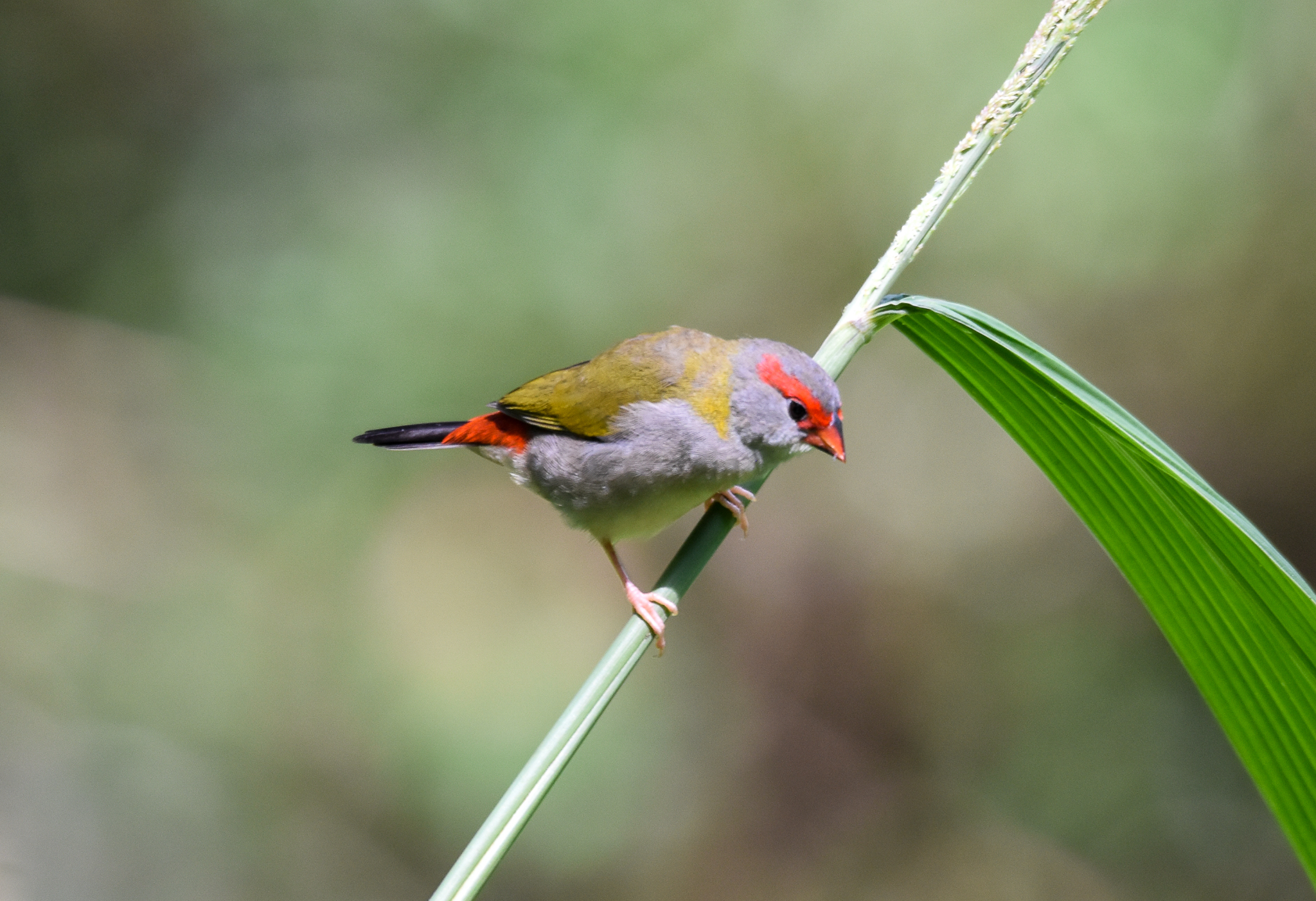 Red-browed Finch