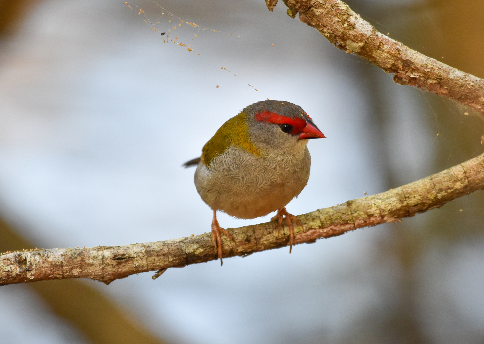 Red-browed Finch
