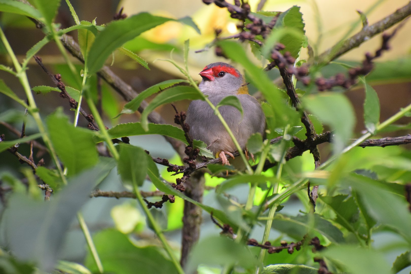 Red-browed finch