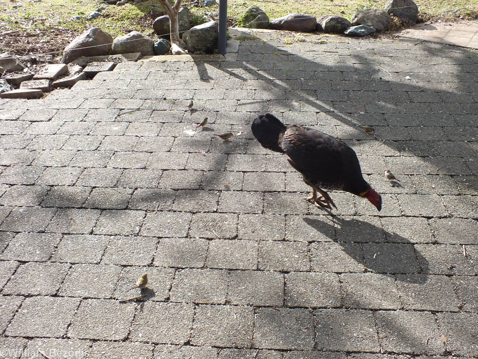 Red-browed Finches and Brush Turkey- Lamington National Park