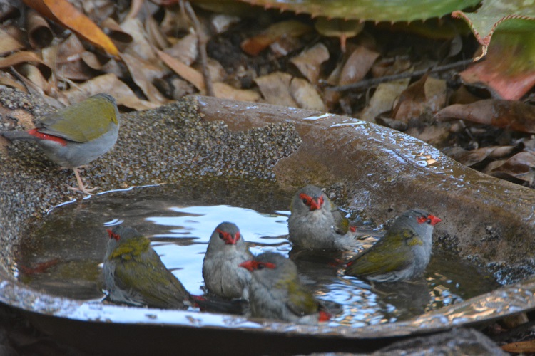 Red-browed finches bathing.  In front garden.