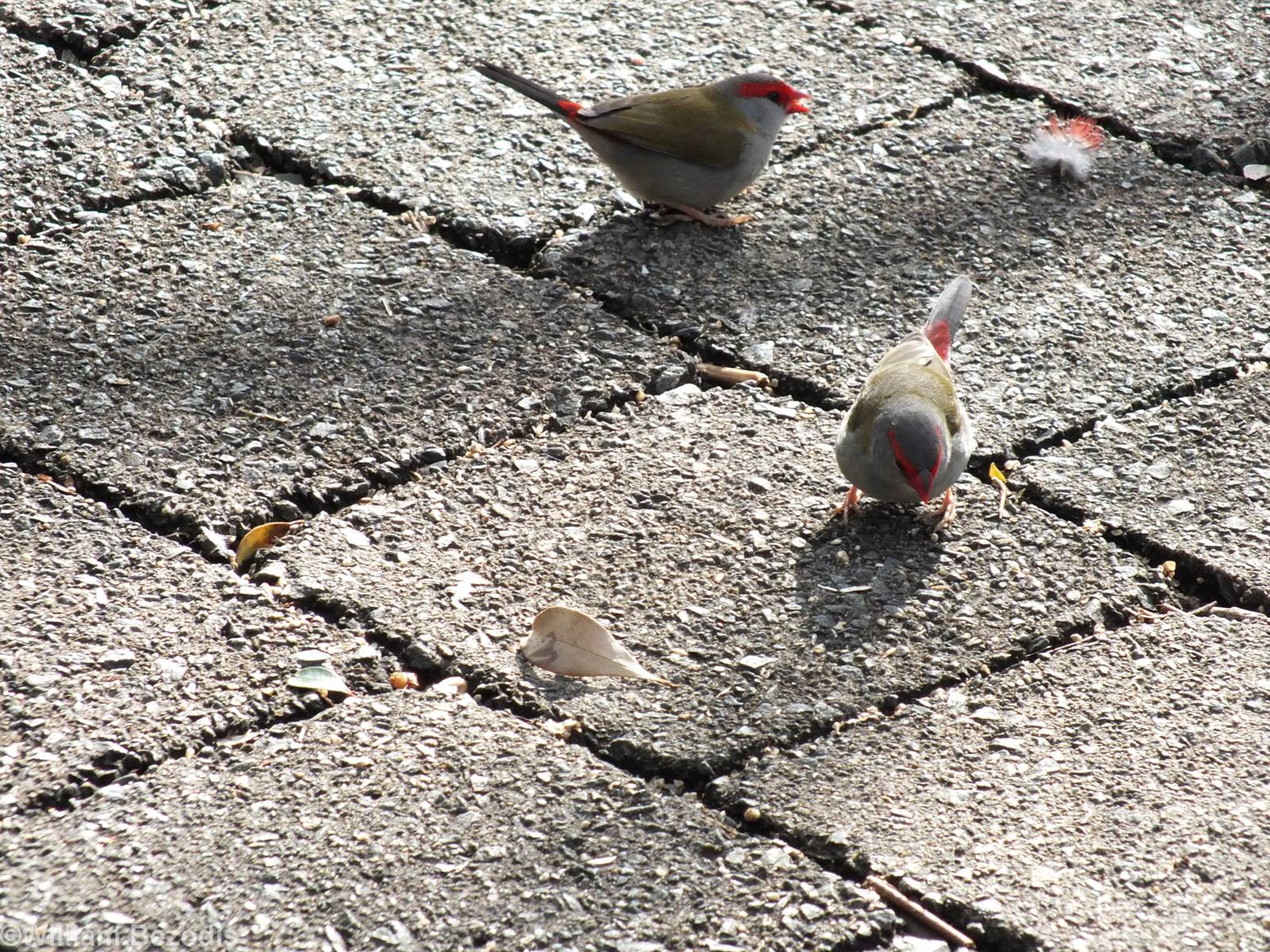 Red-browed Finches - Lamington National Park