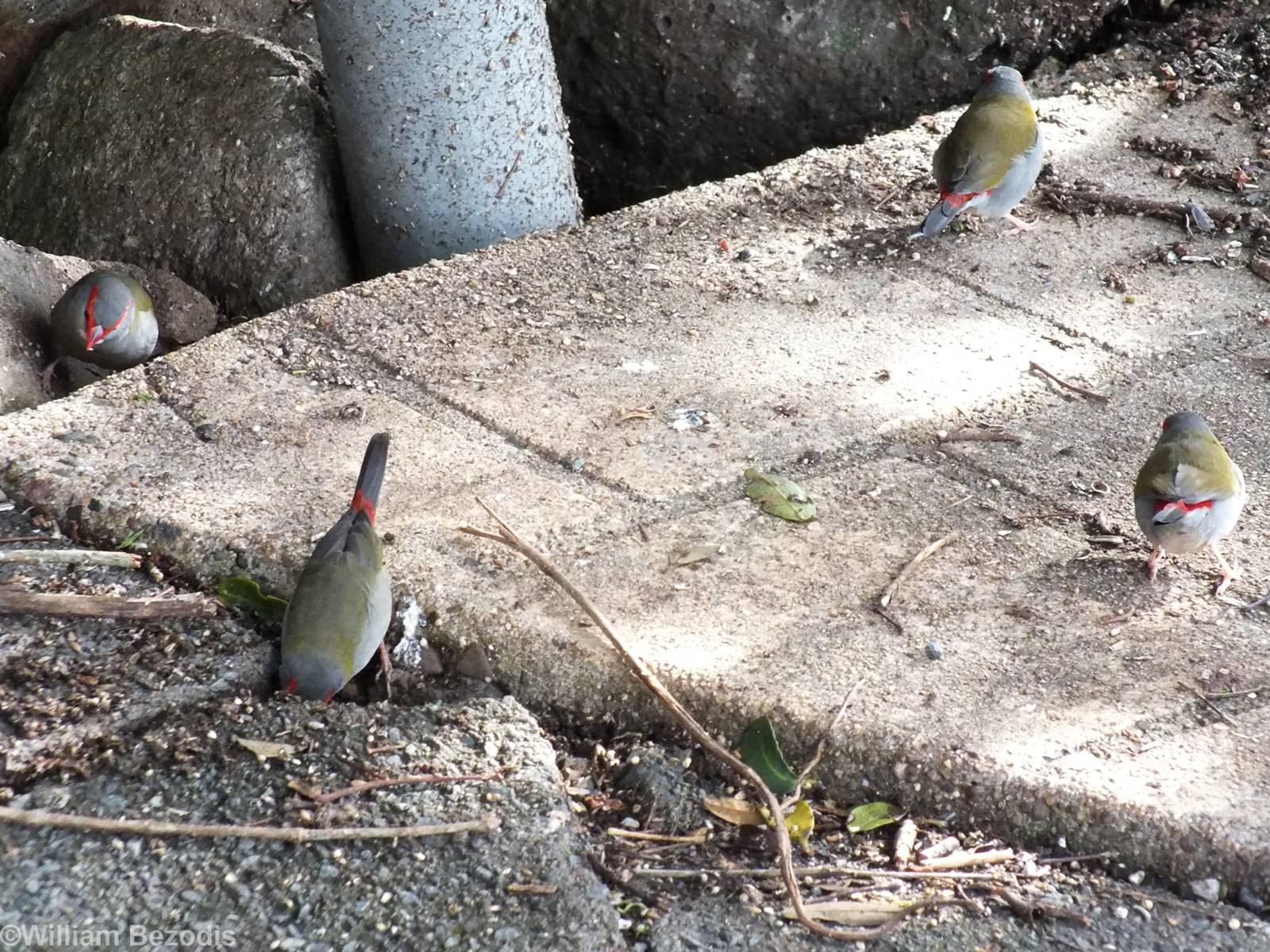 Red-browed Finches - Lamington National Park