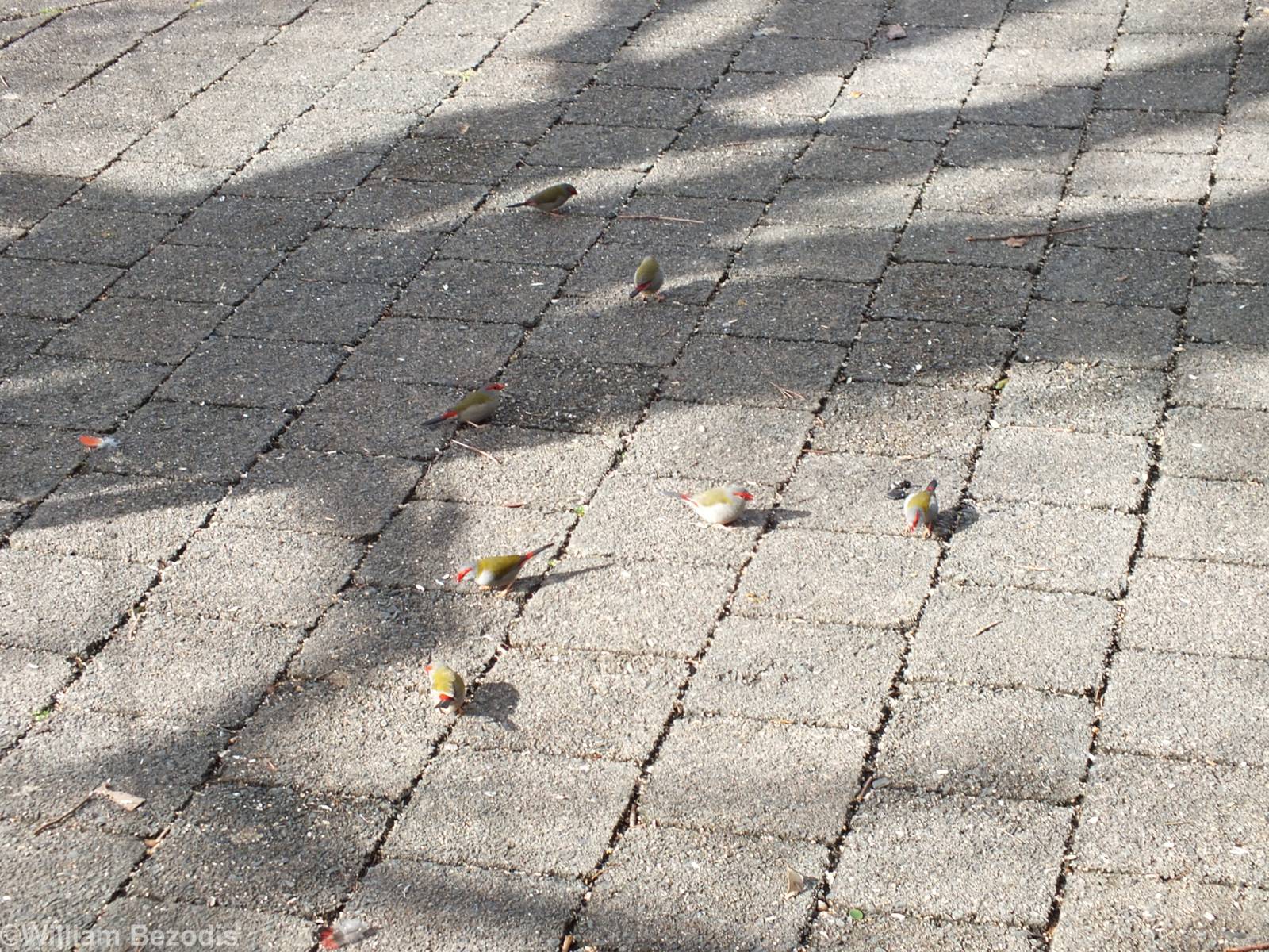 Red-browed Finches - Lamington National Park