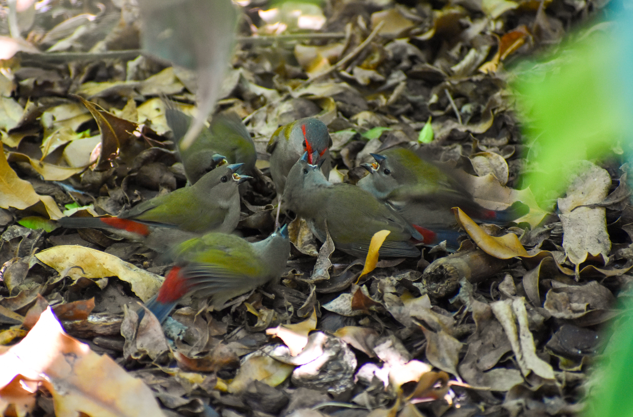 Red-browed Finches (Neochmia temporalis)