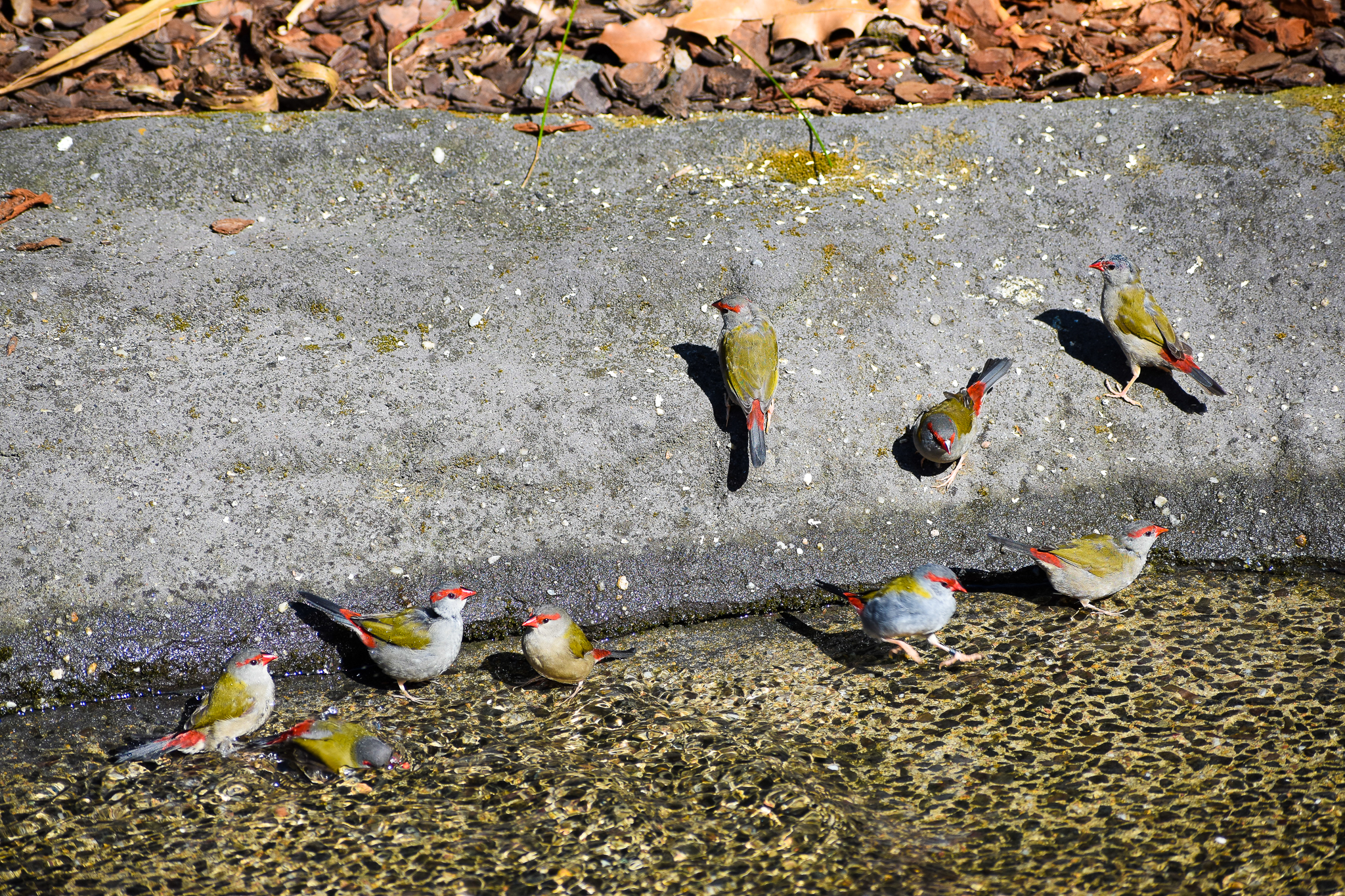 Red-browed Finches (Neochmia temporalis)