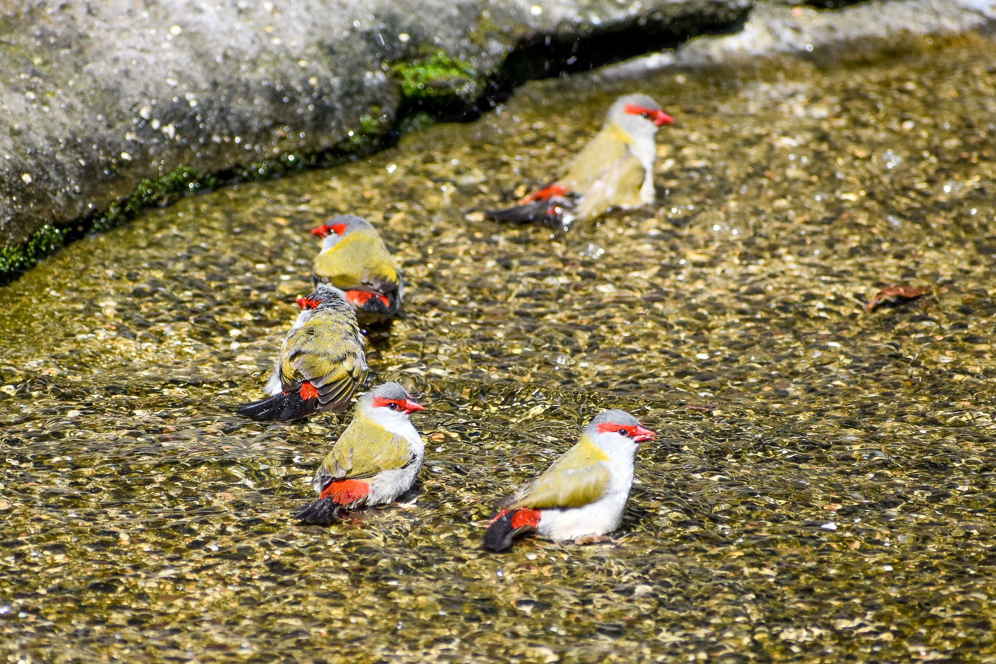 Red-browed Finches (Neochmia temporalis)