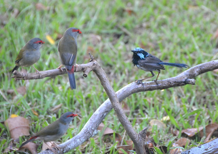 Red-browed finches + Superb fairy-wren.