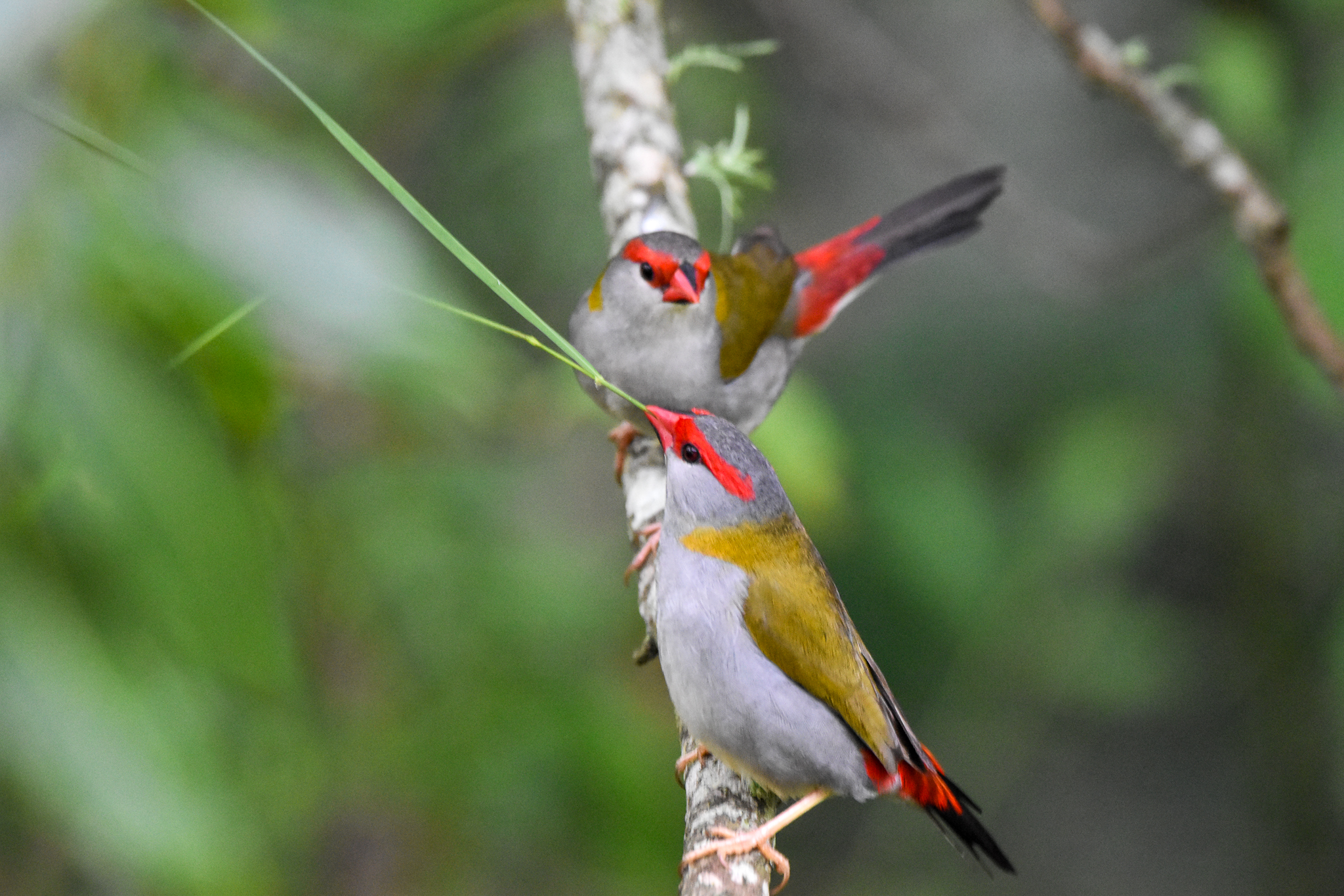 Red-browed Finches