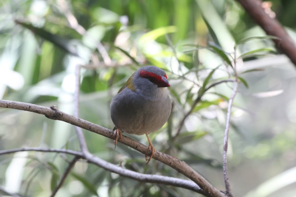 Red-browed Firetail Finch