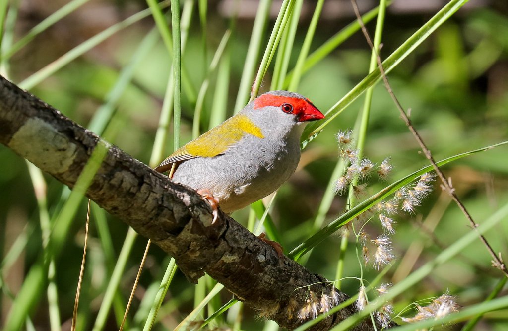 Red-browed Firetail Finch