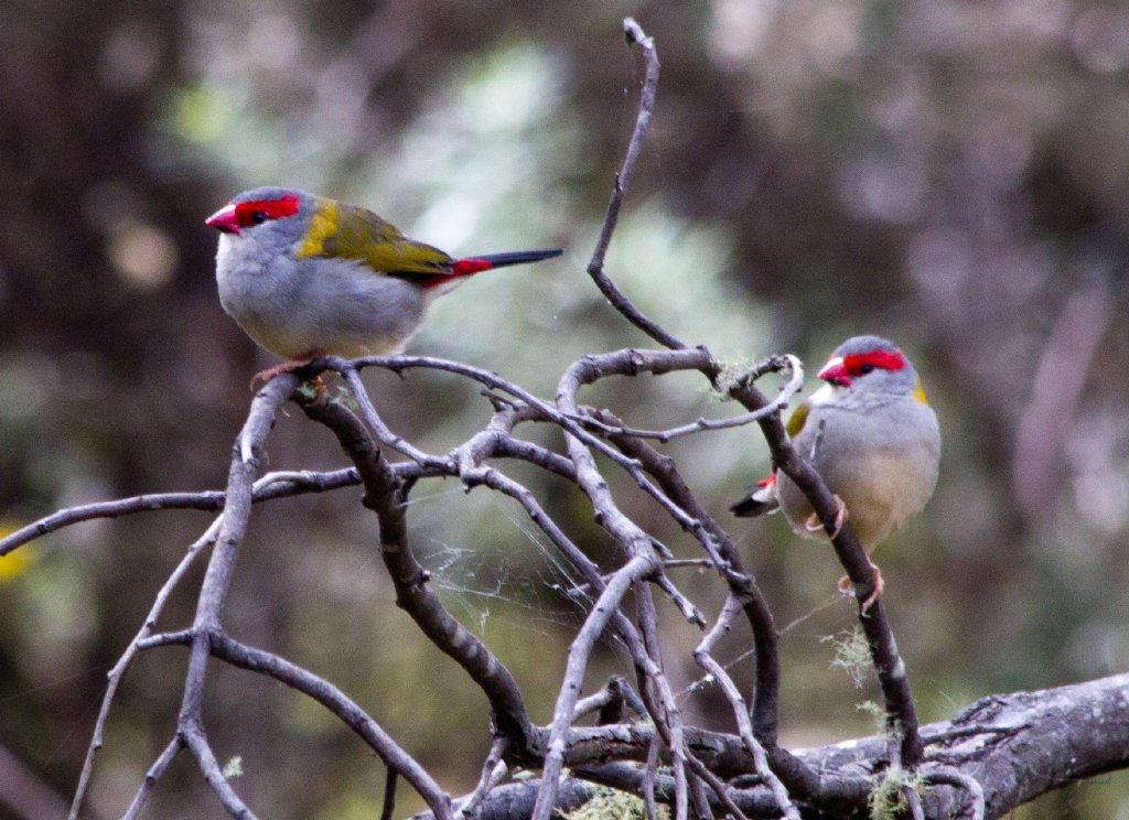 Red-browed Firetail Finches (Neochmia temporalis)