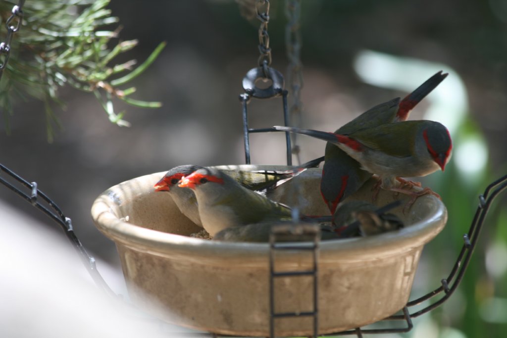 Red-browed Firetail Finches - wild